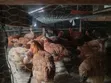 Improved Kienyeji - Sasso Breed Chickens - 4