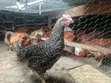Improved Kienyeji - Sasso Breed Chickens - 5