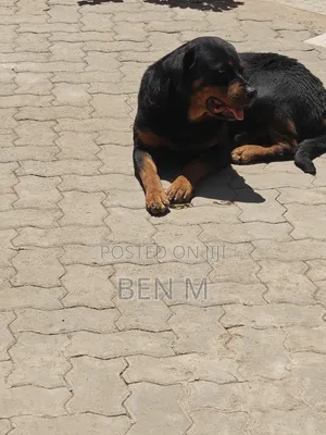 Female Purebred Rottweiler - 1+ Year Old