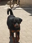 Female Purebred Rottweiler - 1+ Year Old - 2
