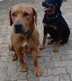 Purebred Rhodesian Ridgeback Male, 3 Years Old