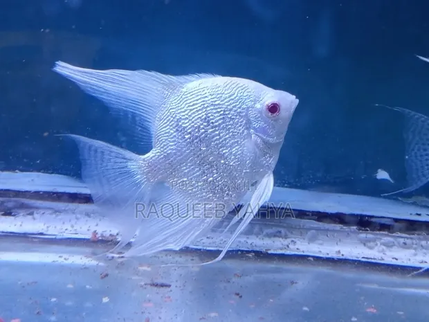Rare Albino Platinum Pearlscale Angelfish (2.5" Vertical) - 1