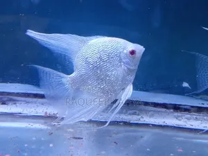Rare Albino Platinum Pearlscale Angelfish (2.5" Vertical)