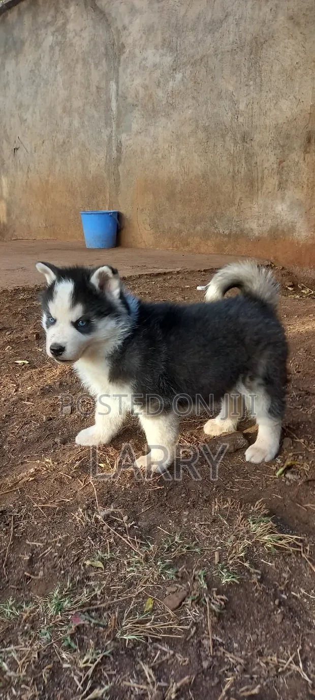 Purebred Siberian Husky Puppy - 1-3 Months Male - 1