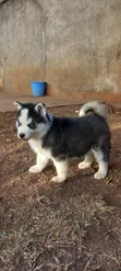 Purebred Siberian Husky Puppy - 1-3 Months Male - 1
