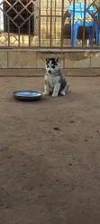 Purebred Siberian Husky Puppy - 1-3 Months Male - 2