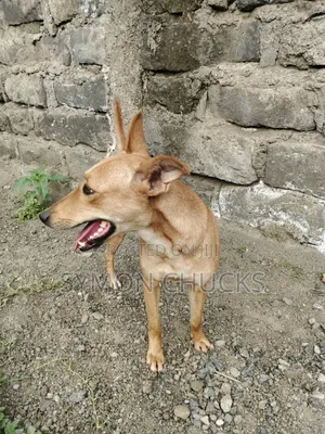 Female Mixed Breed Dog, 6-12 Months