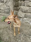 Female Mixed Breed Dog, 6-12 Months - 1