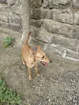 Female Mixed Breed Dog, 6-12 Months - 2