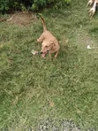 Female Mixed Breed Dog, 6-12 Months - 3