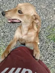 Female Mixed Breed Dog, 6-12 Months - 4