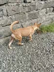 Female Mixed Breed Dog, 6-12 Months - 5