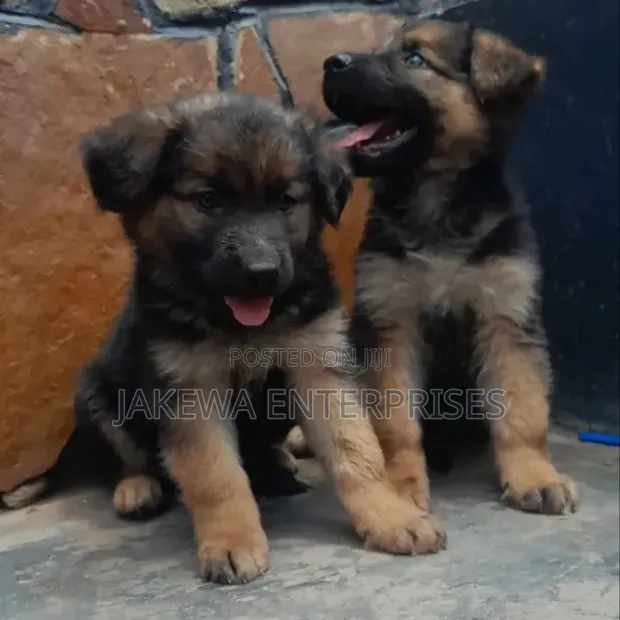 1-3 Months Female Purebred German Shepherd Puppy - 1