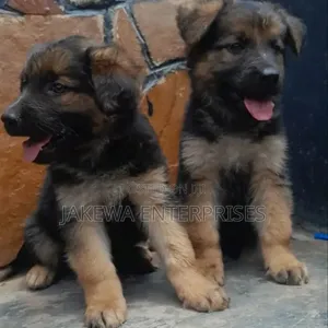 1-3 Month Male Purebred German Shepherd Puppy