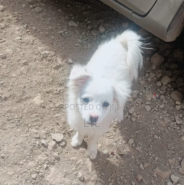 Male Mixed Breed Japanese Spitz Puppy, 1-3 Months - 1