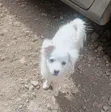 Male Mixed Breed Japanese Spitz Puppy, 1-3 Months - 1