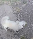 Male Mixed Breed Japanese Spitz Puppy, 1-3 Months - 2