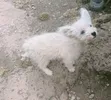 Male Mixed Breed Japanese Spitz Puppy, 1-3 Months - 3