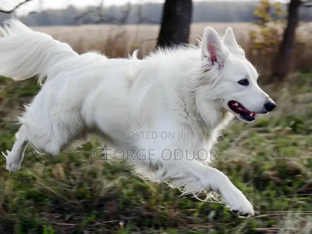 Purebred German Shepherd, 6-12 Months Male - 1