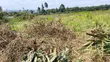 3.5 Acres Land for Sale in Gikambura - 2