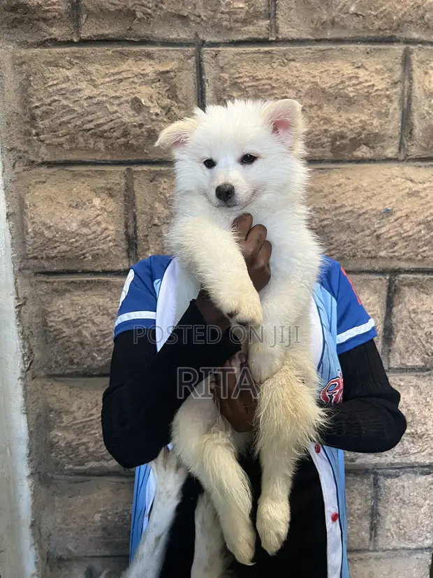 Female Japanese Spitz Puppy (1-3 Months) - 1