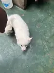 Female Japanese Spitz Puppy (1-3 Months) - 2