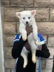 Female Japanese Spitz Puppy (1-3 Months) - 3