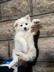 Female Japanese Spitz Puppy (1-3 Months) - 4