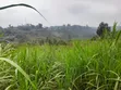 Kamwangi Quarter Acre Plot 50m from Thika-Mangu Flyover - 1