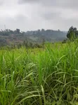 Kamwangi Quarter Acre Plot 50m from Thika-Mangu Flyover - 2