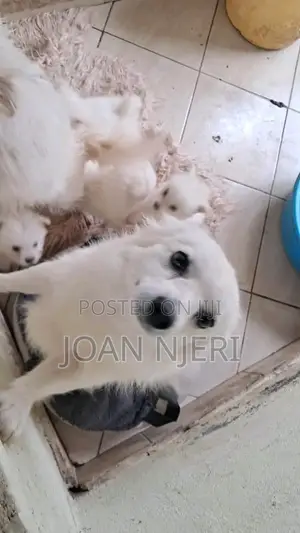 Purebred Japanese Spitz Puppy - 3-6 Months Female