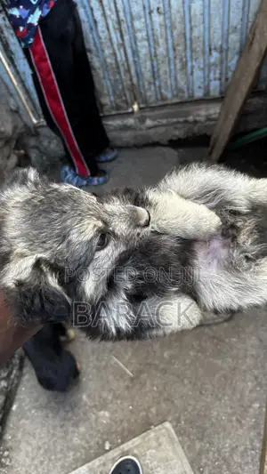 Male Mixed Breed German Shepherd Puppy, 1-3 Months