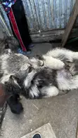 Mbwa wa Kiume Mchanganyiko wa German Shepherd, Miezi 1-3 - 1