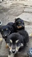 Mbwa wa Kiume Mchanganyiko wa German Shepherd, Miezi 1-3 - 2