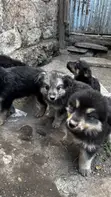 Mbwa wa Kiume Mchanganyiko wa German Shepherd, Miezi 1-3 - 3