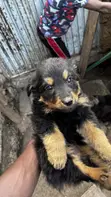 Mbwa wa Kiume Mchanganyiko wa German Shepherd, Miezi 1-3 - 5