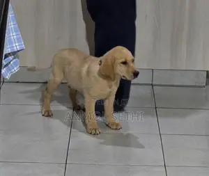 Purebred Male Labrador Retriever Puppy (1-3 Months)
