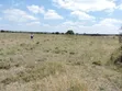 Vipande 50x100 Vinauzwa Isinya - 4