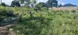 Quarter-Acre Plot for Sale in Mvindeni - 5