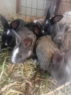 Local Breed Rabbits for Sale