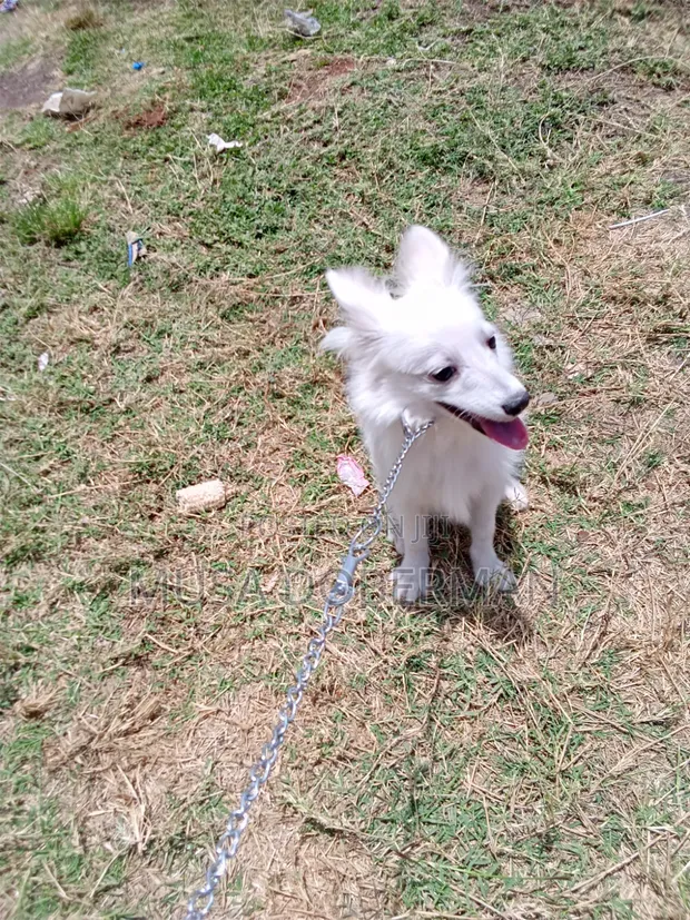 Purebred Japanese Spitz Puppy - 3-6 Months Female - 1