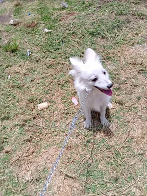 Purebred Japanese Spitz Puppy - 3-6 Months Female