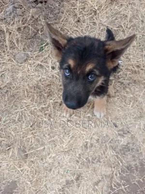 K-9 Kijerumani Mume Mwezi 1-3 Safi