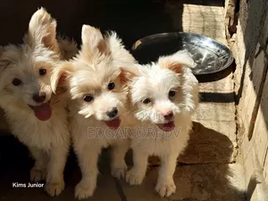 Purebred Japanese Spitz Puppy, 3-6 Months