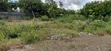 2.5 Acre Plot Near Turtle Bay, Watamu - 1
