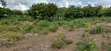 2.5 Acre Plot Near Turtle Bay, Watamu - 5