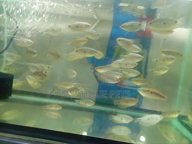 Samaki wa Dwarf Gourami - 1