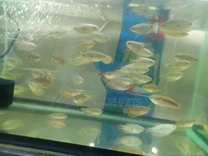 Samaki wa Dwarf Gourami