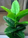 Artificial Fiddle Leaf Fig Plant (Lyrata) - 70cm - 2