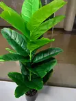 Artificial Fiddle Leaf Fig Plant (Lyrata) - 70cm - 3